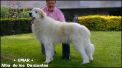 ampliar